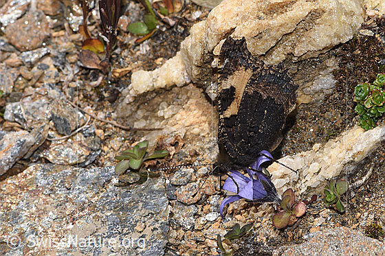 Photo: Aglais urticae on Campanula cenisia. Wings open. View from the side.