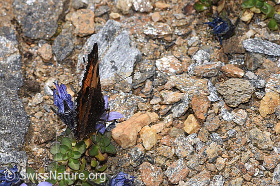 Photo: Aglais urticae on Campanula cenisia. Wings closed. View from behind top.