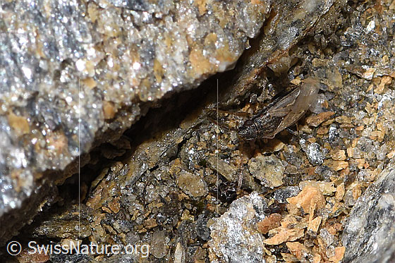 Foto: Wahrscheinlich Nysius cymoides (Bodenwanze). Länge 3mm. Ansicht von oben.