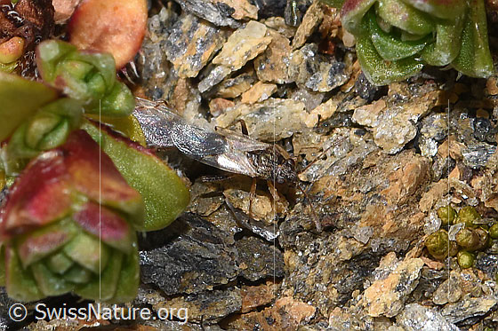 Foto: Wahrscheinlich Nysius cymoides (Bodenwanze). Länge 3mm. Paarung. Ansicht von oben.