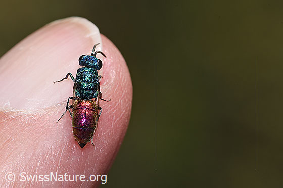 Foto: Wahrscheinlich Chrysis impressa (Goldwespe aus der Chrysis Ignita-Gruppe). Länge 6 - 11mm. Ansicht von oben.