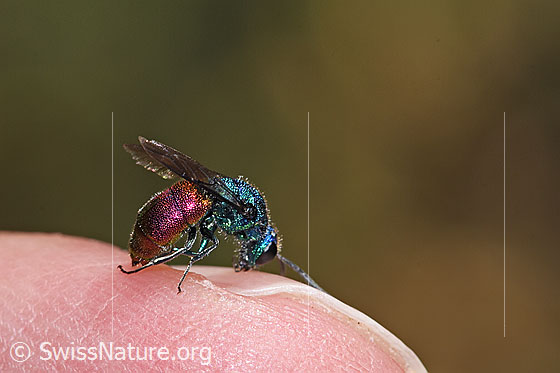Photo: Probably Chrysis impressa (Cuckoo wasp) from Chrysis Ignita group. Length 6 - 11mm. View from the side.