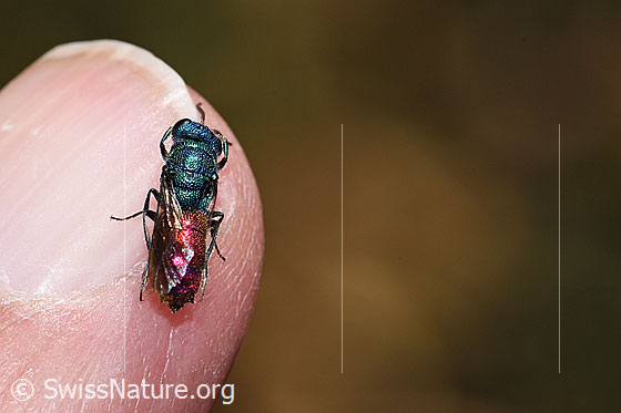 Photo: Probably Chrysis impressa (Cuckoo wasp) from Chrysis Ignita group. Length 6 - 11mm. View from above.