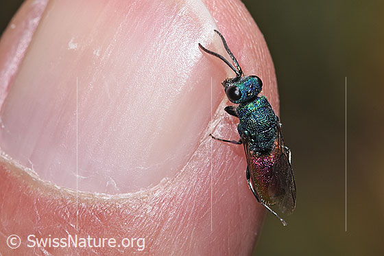 Photo: Probably Chrysis impressa (Cuckoo wasp) from Chrysis Ignita group. Length 6 - 11mm. View from above.