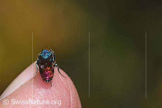 Photo: Probably Chrysis impressa (Cuckoo wasp) from Chrysis Ignita group. Length 6 - 11mm. View from behind.