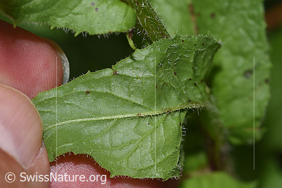 Photo: Crepis pyrenaica. Leaf underside.