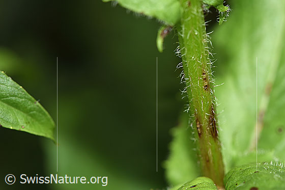Photo: Crepis pyrenaica. Stem.