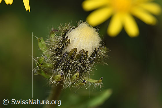 Pyrenäen-Pippau (Crepis pyrenaica)