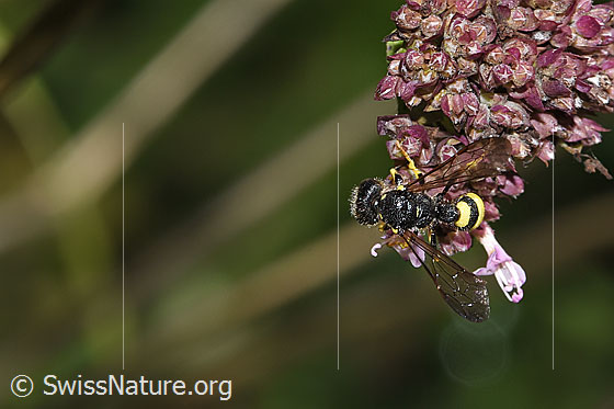 Foto: Bienenjagende Knotenwespe (Cerceris rybyensis) auf Echtem Dost (Origanum vulgare). Länge 6 - 10mm. Weibchen. Ansicht von oben.