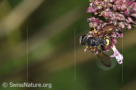 Foto: Bienenjagende Knotenwespe (Cerceris rybyensis) auf Echtem Dost (Origanum vulgare). Länge 6 - 10mm. Weibchen. Ansicht von oben.