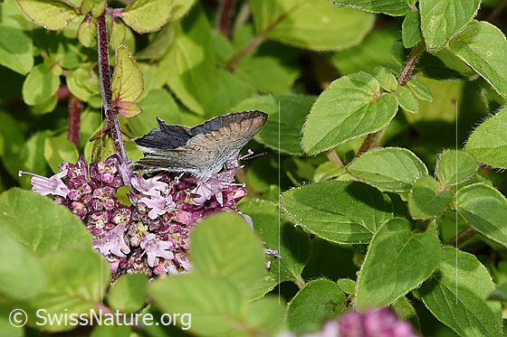 Photo: Cupido alcetas on Origanum vulgare. Male. Wingspan: 25 - 35 Millimeter. Wings closed. View from behind top.