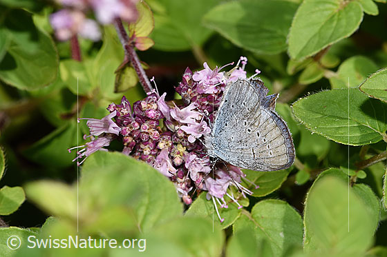 Photo: Cupido alcetas on Origanum vulgare. Male. Wingspan: 25 - 35 Millimeter. Wings closed. Side view.