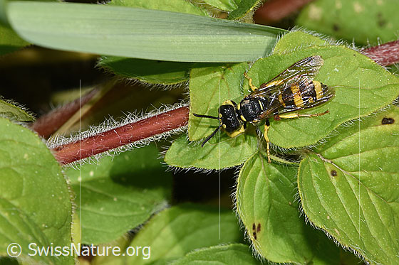 Foto: Bienenjagende Knotenwespe (Cerceris rybyensis) auf Echtem Dost (Origanum vulgare). Länge 6 - 10mm. Weibchen. Ansicht von oben.