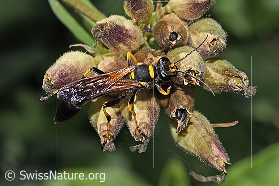 Foto: Amerikanische Mauerwespe (Sceliphron caementarium). Ansicht von oben.