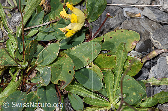 Photo: Anthyllis vulneraria ssp. alpestris. Leaves.