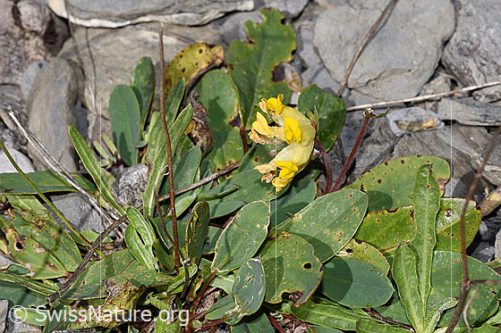 Foto: Alpen-Wundklee (Anthyllis vulneraria ssp. alpestris). Ganze Pflanze (Habitus).