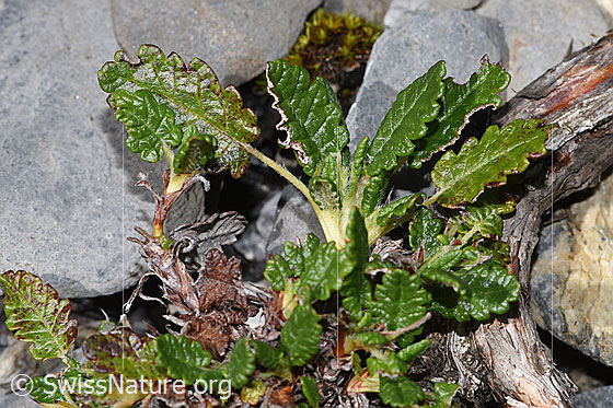 Photo: Dryas octopetala. Leaves.