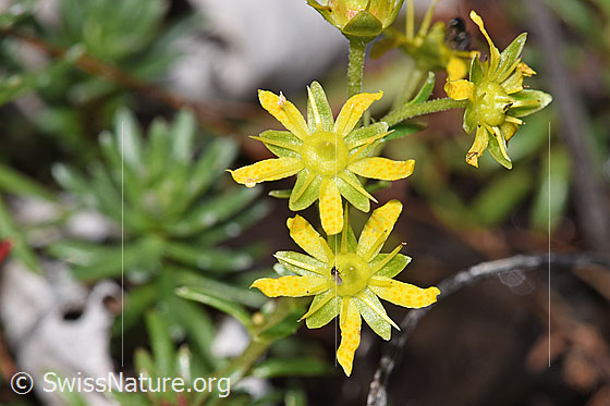 Photo: Saxifraga aizoides. Blossoms.