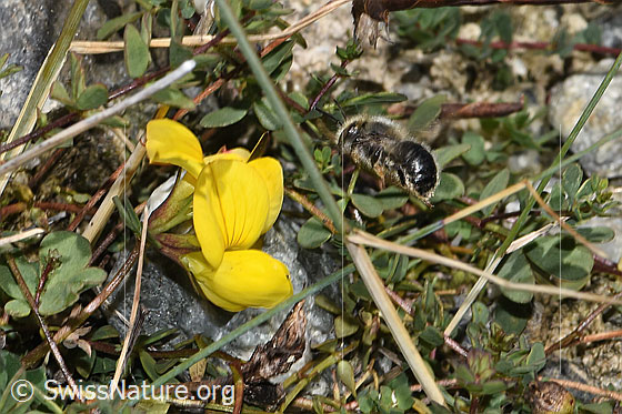 Foto: Wahrscheinlich Garten-Blattschneiderbiene (Megachile willughbiella) auf Alpen-Hornklee (Lotus alpinus). Länge 12 - 16mm. Weibchen. Wird auch Totholz-Blattschneiderbiene genannt. Ansicht von der Seite.