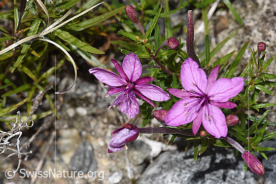 Foto: Fleischers Weidenröschen (Epilobium fleischeri). Blüten.