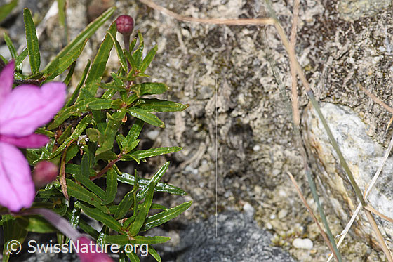 Foto: Fleischers Weidenröschen (Epilobium fleischeri). Blätter.