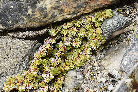 Foto: Moosartiger Steinbrech (Saxifraga bryoides). Blatt-Rosetten.