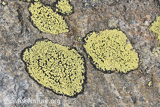 Foto: Gewöhnliche Landkartenflechte (Rhizocarpon geographicum).