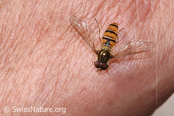 Foto: Hainschwebfliege (Episyrphus balteatus). Flügel halb geöffnet. Ansicht von oben.