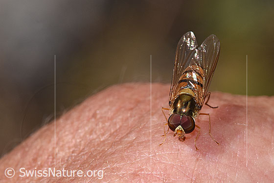 Foto: Hainschwebfliege (Episyrphus balteatus). Flügel geschlossen. Ansicht von vorne oben.