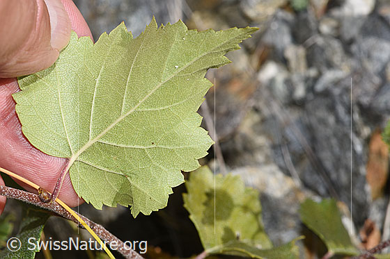 Foto: Moor-Birke (Betula pubescens). Blatt einer jungen Moor-Birke. Blattunterseite.