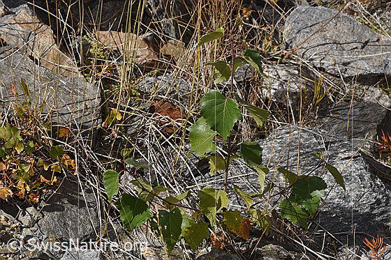 Foto: Moor-Birke (Betula pubescens). Ganze Pflanze (Habitus). Junges Exemplar. Höhe = 26cm.