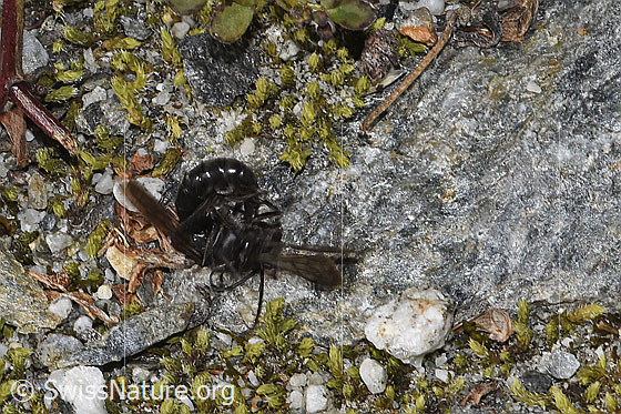 Foto: Wahrscheinlich Anoplius nigerrimus (Wegwespen) bei der Paarung. Länge 5 - 10mm.