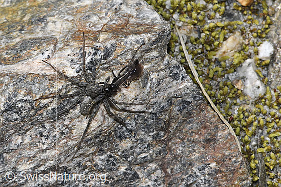 Foto: Wahrscheinlich Anoplius nigerrimus (Wegwespe) und Pardosa saturatior (Wolfspinne). Länge 5 - 10mm. Ansicht von oben. Die Spinne zieht ihre Beute rückwärtsgehend über den Boden.