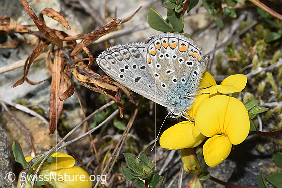 Foto: Hauhechelbläuling (Polyommatus icarus) auf Alpen-Hornklee (Lotus alpinus). Flügel geschlossen. Ansicht von der Seite.