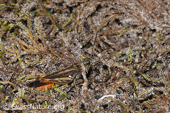 Photo: Probably Chorthippus brunneus. Length 13 - 18mm. Male. View from the side above.