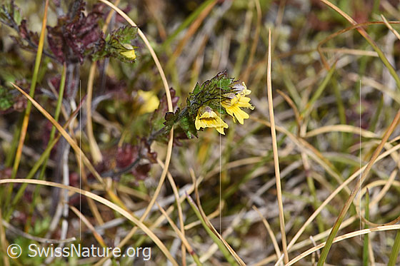 Foto: Zwerg-Augentrost (Euphrasia minima). Blüten und Blätter.