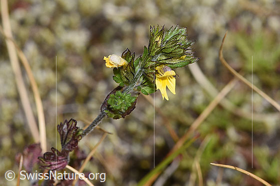 Foto: Zwerg-Augentrost (Euphrasia minima). Blüten, Blätter und Stängel.