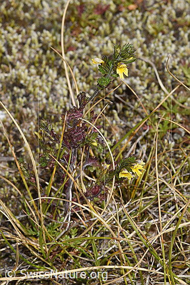 Foto: Zwerg-Augentrost (Euphrasia minima). GAnze Pflanze (habitus). Höhe = 10cm.