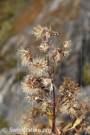 Photo: Solidago virgaurea ssp. Minuta. Wilted blossoms.