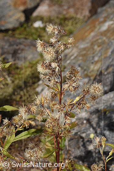 Foto: Alpen-Goldrute (Solidago virgaurea ssp. minuta). Blütenstand mit verblühten Blüten.
