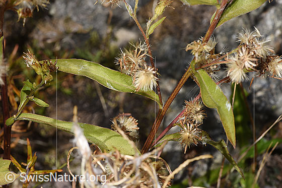 Photo: Solidago virgaurea ssp. Minuta. Leaves and blossoms.