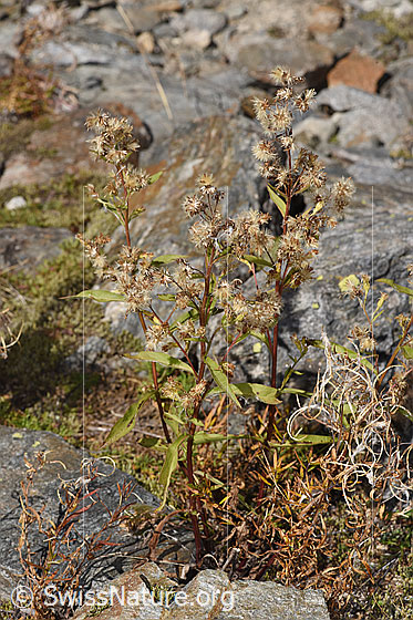 Photo: Solidago virgaurea ssp. Minuta. Whole plant (habit). Length = 35cm.