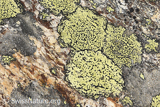 Foto: Gewöhnliche Landkartenflechte (Rhizocarpon geographicum). Durchmesser je 15mm.
