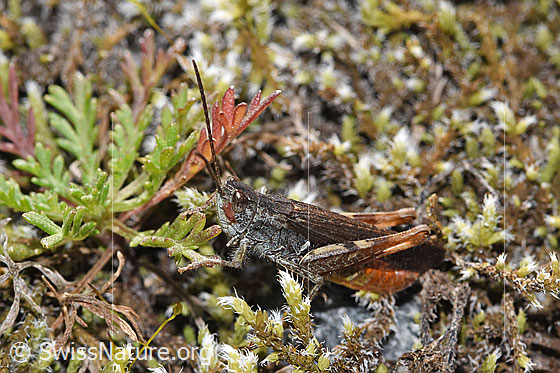 Photo: Probably Chorthippus brunneus. Length 13 - 18mm. Male. View from the side above.