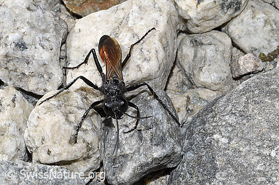 Photo: Probably Podalonia alpina. Length 10 - 14mm. View from top front.