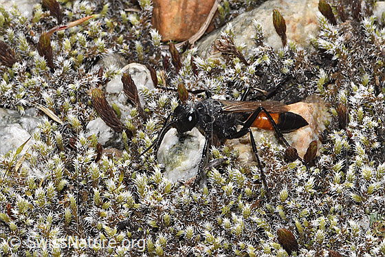 Photo: Probably Podalonia alpina. Length 10 - 14mm. View from the front top side.