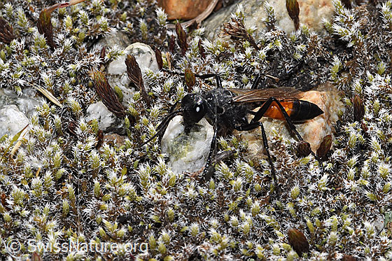 Photo: Probably Podalonia alpina. Length 10 - 14mm. View from the front top side.
