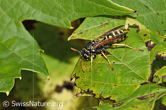 Photo: Polistes dominula. Length 12 - 15mm. Female. View from the side above.