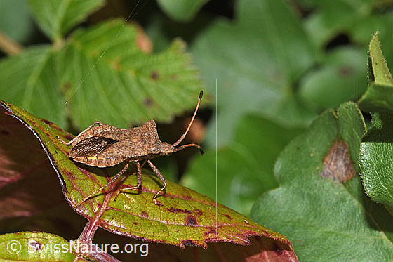 Photo: Coreus marginatus. Length 11 - 15mm. View from above.