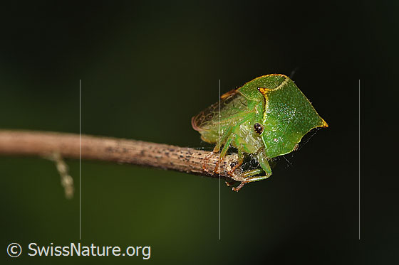 Photo: Stictocephala bisonia. View from side front.